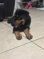 Roxy, a female Rottweiler for sale in Lakeland, FL – Photo 2 of 4