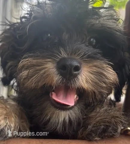 YORKIPOO puppy – Yorkipoo puppy for sale in Brooklyn, NY