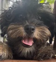 YORKIPOO puppy, a male Yorkipoo for sale in Brooklyn, NY – 1 of 2