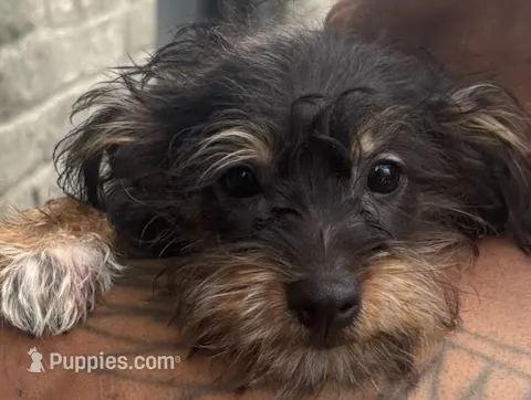 n/a – Yorkipoo puppy for sale in Brooklyn, NY