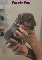 Purple Pup, a female French Bulldog for sale in Surprise, AZ – Photo 3 of 3