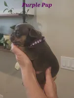 Purple Pup, a female French Bulldog for sale in Surprise, AZ – Photo 1 of 3