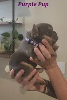 Purple Pup, a female French Bulldog for sale in Surprise, AZ – Photo 2 of 3