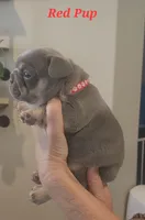 Red Pup, a female French Bulldog for sale in Surprise, AZ – Photo 3 of 3