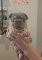 Red Pup, a female French Bulldog for sale in Surprise, AZ – Photo 2 of 3