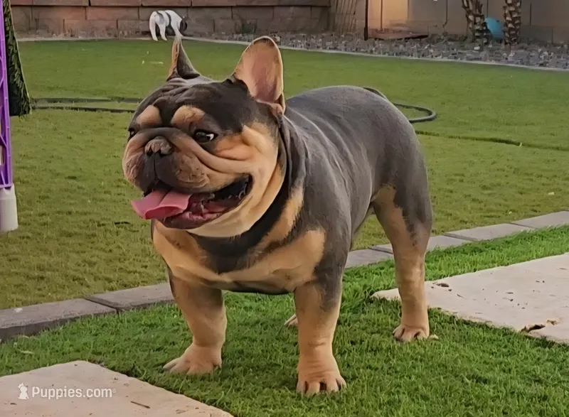 Gatti – French Bulldog puppy for sale in Surprise, AZ