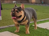 Gatti, a male French Bulldog for sale in Surprise, AZ – 1 of 2