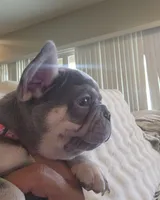 Pink Pup, a female French Bulldog for sale in Surprise, AZ – Photo 3 of 3