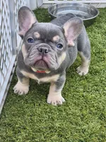 Pink Pup, a female French Bulldog for sale in Surprise, AZ – Photo 1 of 3