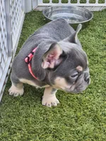 Pink Pup, a female French Bulldog for sale in Surprise, AZ – Photo 2 of 3