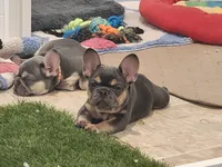 Purple Pup, a female French Bulldog for sale in Surprise, AZ – Photo 4 of 4