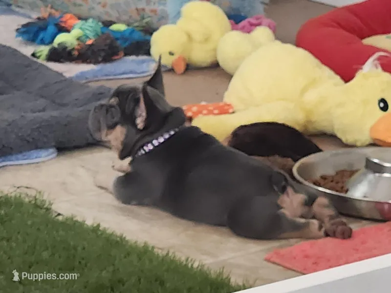 Purple Pup – French Bulldog puppy for sale in Surprise, AZ