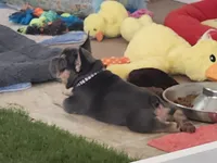 Purple Pup, a female French Bulldog for sale in Surprise, AZ – Photo 1 of 4