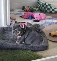 Purple Pup, a female French Bulldog for sale in Surprise, AZ – Photo 2 of 4