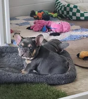 Purple Pup, a female French Bulldog for sale in Surprise, AZ – Photo 3 of 4