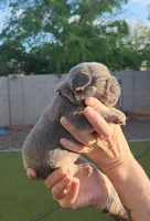 Purple Pup, a female French Bulldog for sale in Surprise, AZ – Photo 2 of 7