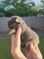 Purple Pup, a female French Bulldog for sale in Surprise, AZ – Photo 3 of 7