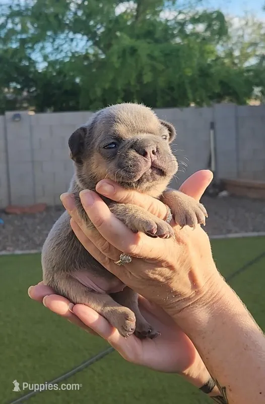 Purple Pup – French Bulldog puppy for sale in Surprise, AZ