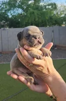 Purple Pup, a female French Bulldog for sale in Surprise, AZ – Photo 1 of 7