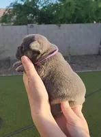 Purple Pup, a female French Bulldog for sale in Surprise, AZ – Photo 4 of 7