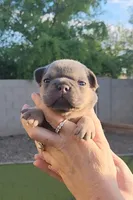 Purple Pup, a female French Bulldog for sale in Surprise, AZ – Photo 5 of 7