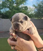 Red Pup, a female French Bulldog for sale in Surprise, AZ – Photo 4 of 7
