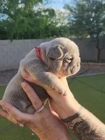 Red Pup, a female French Bulldog for sale in Surprise, AZ – Photo 2 of 7