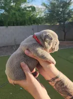 Red Pup, a female French Bulldog for sale in Surprise, AZ – Photo 3 of 7