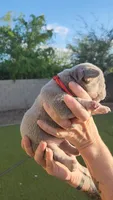 Red Pup, a female French Bulldog for sale in Surprise, AZ – Photo 5 of 7