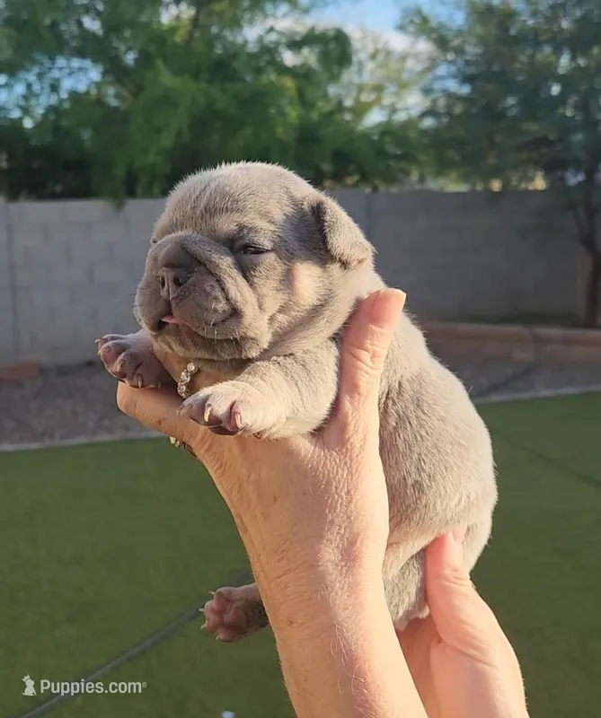 Red Pup – French Bulldog puppy for sale in Surprise, AZ