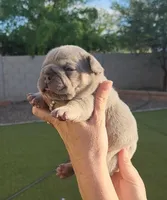 Red Pup, a female French Bulldog for sale in Surprise, AZ – Photo 1 of 7
