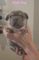 Pink Pup, a female French Bulldog for sale in Surprise, AZ – Photo 2 of 3