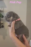 Pink Pup, a female French Bulldog for sale in Surprise, AZ – Photo 3 of 3