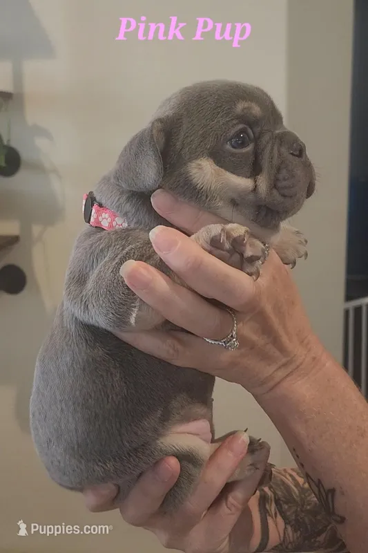 Pink Pup – French Bulldog puppy for sale in Surprise, AZ