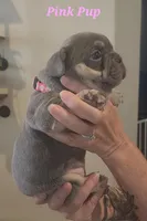 Pink Pup, a female French Bulldog for sale in Surprise, AZ – Photo 1 of 3