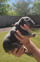 Green Pup, a male French Bulldog for sale in Surprise, AZ – Photo 2 of 7