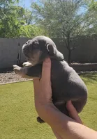 Green Pup, a male French Bulldog for sale in Surprise, AZ – Photo 3 of 7