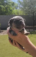 Green Pup, a male French Bulldog for sale in Surprise, AZ – Photo 5 of 7