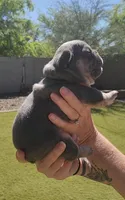 Green Pup, a male French Bulldog for sale in Surprise, AZ – Photo 1 of 7