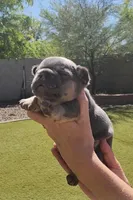 Green Pup, a male French Bulldog for sale in Surprise, AZ – Photo 4 of 7