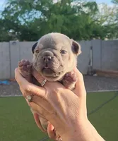Pink Pup, a female French Bulldog for sale in Surprise, AZ – Photo 5 of 7