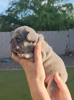 Pink Pup, a female French Bulldog for sale in Surprise, AZ – Photo 2 of 7