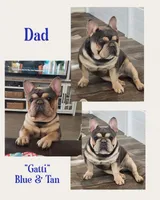 Pink Pup, a female French Bulldog for sale in Surprise, AZ – Photo 6 of 7