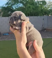 Pink Pup, a female French Bulldog for sale in Surprise, AZ – Photo 3 of 7