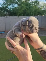 Pink Pup, a female French Bulldog for sale in Surprise, AZ – Photo 4 of 7