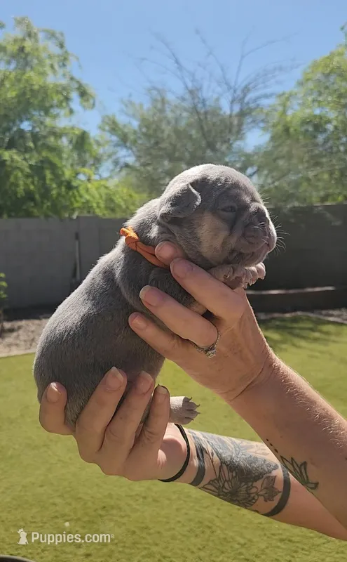 Orange Pup – French Bulldog puppy for sale in Surprise, AZ