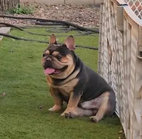 Gatti, a male French Bulldog for sale in Surprise, AZ – 2 of 2