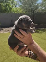 Blue Pup, a male French Bulldog for sale in Surprise, AZ – Photo 4 of 7