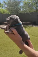 Blue Pup, a male French Bulldog for sale in Surprise, AZ – Photo 5 of 7