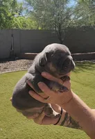 Blue Pup, a male French Bulldog for sale in Surprise, AZ – Photo 2 of 7